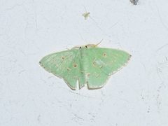 Comostola subtiliaria