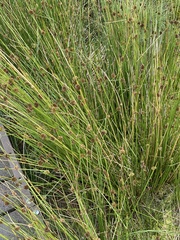 Juncus effusus