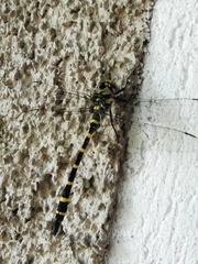 Cordulegaster bidentata