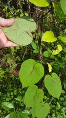 Ipomoea pandurata
