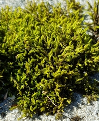 Racomitrium fasciculare