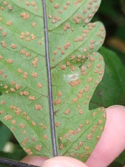 Tectaria melanocaulos