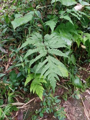 Tectaria melanocaulos