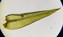 Racomitrium fasciculare