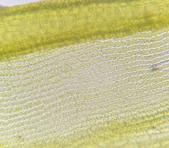 Racomitrium fasciculare