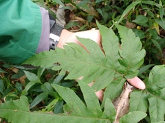 Tectaria melanocaulos