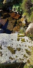 Racomitrium fasciculare