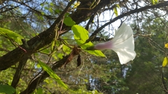 Ipomoea pandurata