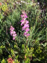 Pedicularis attollens