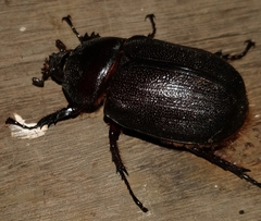 Heterogomphus mniszechi