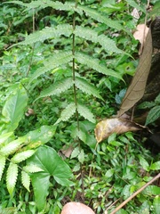 Christella subpubescens