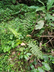 Christella subpubescens