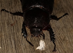 Heterogomphus mniszechi