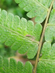 Christella subpubescens