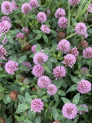 Trifolium pratense