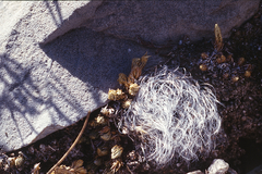 Mammillaria albicoma