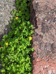 Oxalis exilis