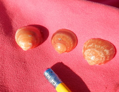 Glycymeris glycymeris