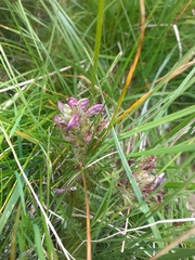 Pedicularis sudetica