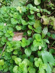 Pilea nummulariifolia