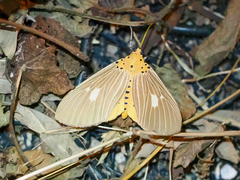Asota plaginota