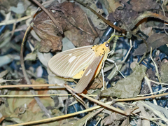 Asota plaginota