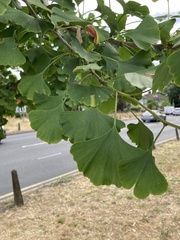 Ginkgo biloba