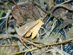 Asota plaginota