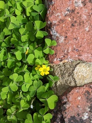 Oxalis exilis