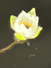 Nymphaea tetragona