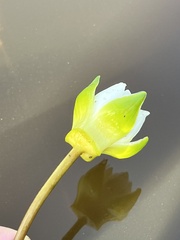 Nymphaea tetragona