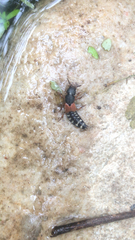 Platydracus stercorarius