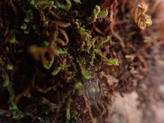 Douinia ovata