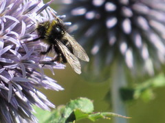 Bombus