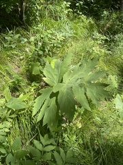 Heracleum dissectum