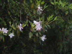 Rhododendron rubropilosum
