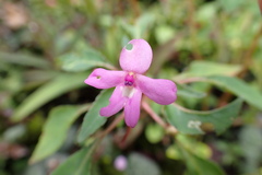 Impatiens semounensis