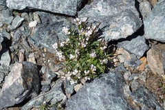 Cardamine bellidifolia