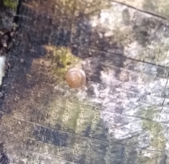 Trochomorphoidea