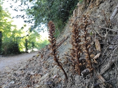 Orobanche hederae