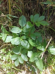 Angelica morrisonicola