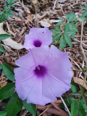 Ipomoea cairica