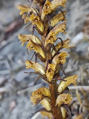 Orobanche hederae