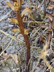 Orobanche hederae