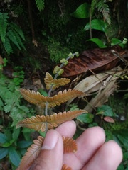 Sphaerostephanos appendiculatus