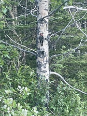 Sphyrapicus nuchalis