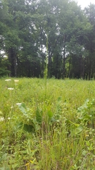 Silphium terebinthinaceum