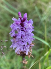 Dactylorhiza fuchsii