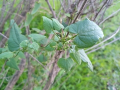 Dioscorea variifolia