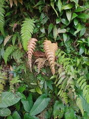 Sphaerostephanos appendiculatus